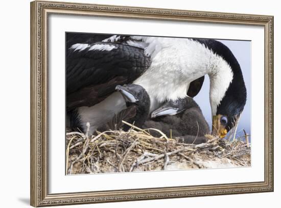 Imperial Shag in a Huge Rookery. Adult with Chick. Falkland Islands-Martin Zwick-Framed Photographic Print