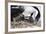 Imperial Shag in a Huge Rookery. Adult with Chick. Falkland Islands-Martin Zwick-Framed Photographic Print