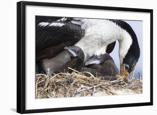 Imperial Shag in a Huge Rookery. Adult with Chick. Falkland Islands-Martin Zwick-Framed Photographic Print