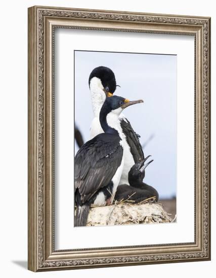 Imperial Shag in a Huge Rookery. Adult with Chick in Nest-Martin Zwick-Framed Photographic Print