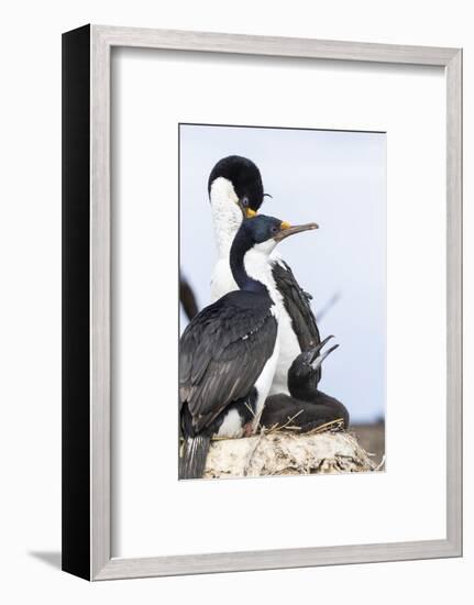 Imperial Shag in a Huge Rookery. Adult with Chick in Nest-Martin Zwick-Framed Photographic Print
