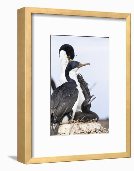 Imperial Shag in a Huge Rookery. Adult with Chick in Nest-Martin Zwick-Framed Photographic Print