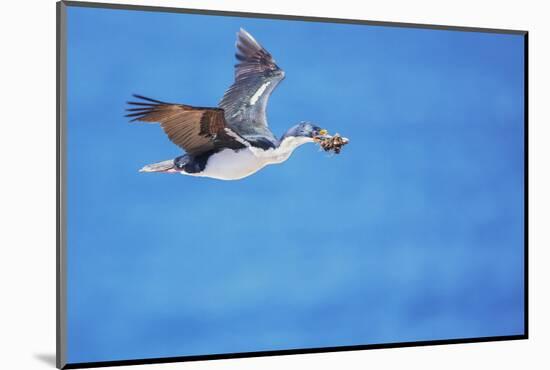 Imperial shag (Leucocarbo atriceps) in flight carrying nesting material-Marco Simoni-Mounted Photographic Print