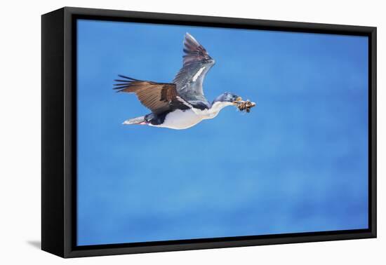 Imperial shag (Leucocarbo atriceps) in flight carrying nesting material-Marco Simoni-Framed Premier Image Canvas