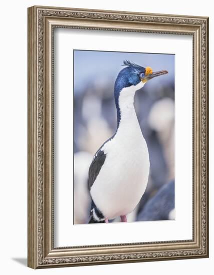 Imperial shag (Leucocarbo atriceps), Sea Lion Island, Falkland Islands, South America-Marco Simoni-Framed Photographic Print