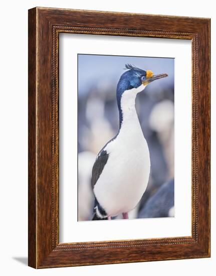 Imperial shag (Leucocarbo atriceps), Sea Lion Island, Falkland Islands, South America-Marco Simoni-Framed Photographic Print