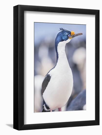 Imperial shag (Leucocarbo atriceps), Sea Lion Island, Falkland Islands, South America-Marco Simoni-Framed Photographic Print