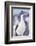 Imperial shag (Leucocarbo atriceps), Sea Lion Island, Falkland Islands, South America-Marco Simoni-Framed Photographic Print