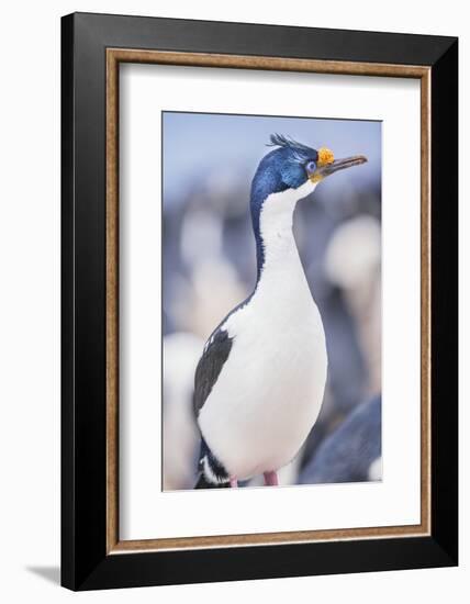 Imperial shag (Leucocarbo atriceps), Sea Lion Island, Falkland Islands, South America-Marco Simoni-Framed Photographic Print