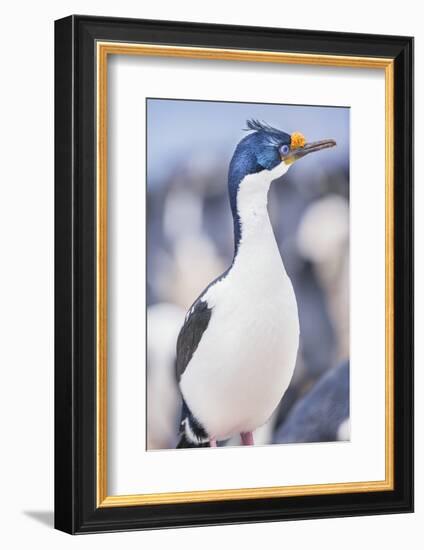 Imperial shag (Leucocarbo atriceps), Sea Lion Island, Falkland Islands, South America-Marco Simoni-Framed Photographic Print