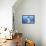 Imperial shag (Leucocarbo atriceps), Sea Lion Island, Falkland Islands, South America-Marco Simoni-Framed Premier Image Canvas displayed on a wall