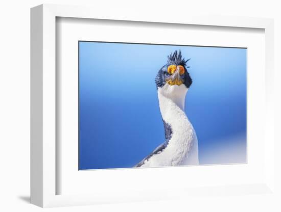 Imperial shag (Leucocarbo atriceps), Sea Lion Island, Falkland Islands, South America-Marco Simoni-Framed Photographic Print