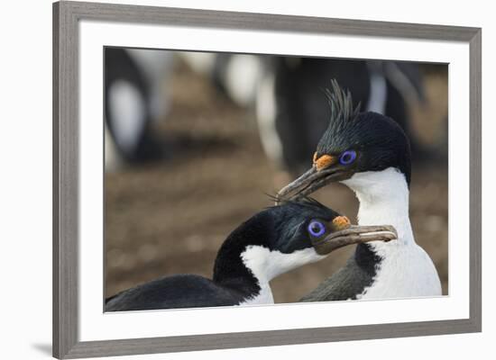 Imperial Shags, Falkland Islands-Adam Jones-Framed Photographic Print