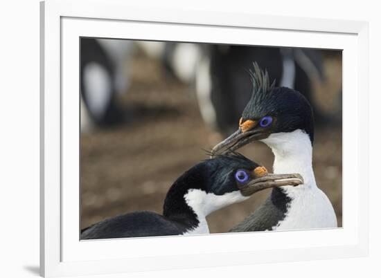 Imperial Shags, Falkland Islands-Adam Jones-Framed Photographic Print