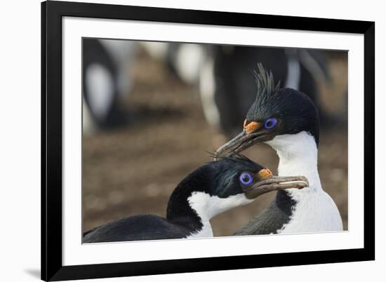 Imperial Shags, Falkland Islands-Adam Jones-Framed Photographic Print