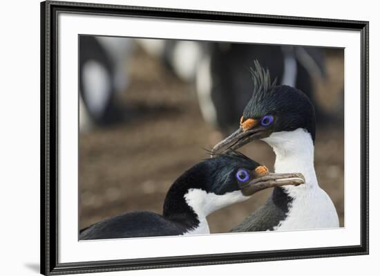 Imperial Shags, Falkland Islands-Adam Jones-Framed Photographic Print