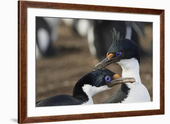 Imperial Shags, Falkland Islands-Adam Jones-Framed Photographic Print