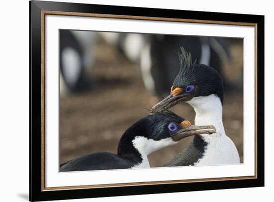 Imperial Shags, Falkland Islands-Adam Jones-Framed Photographic Print