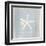 Imperial Starfish-Z Studio-Framed Art Print