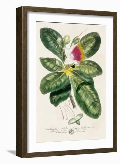 Imperial Tropical Botanical I-John Miller-Framed Art Print