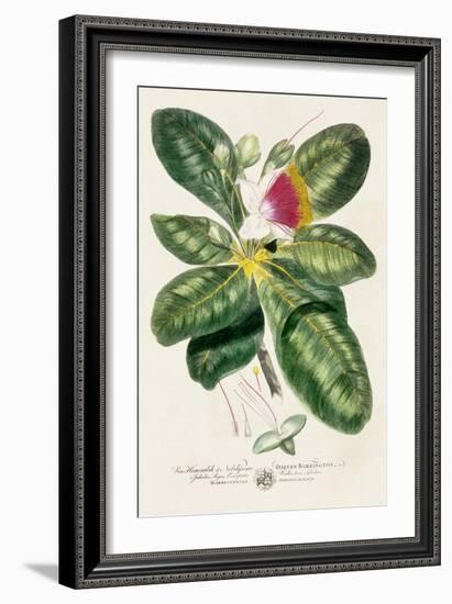 Imperial Tropical Botanical I-John Miller-Framed Art Print