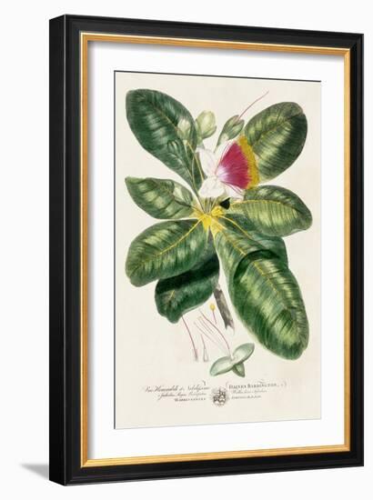 Imperial Tropical Botanical I-John Miller-Framed Art Print