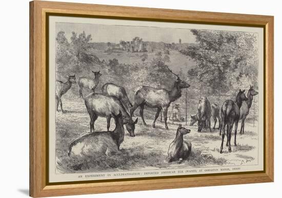 Imported American Elk, Wapiti, at Osmaston Manor, Derby-null-Framed Premier Image Canvas