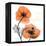Impossible Iceland Poppy-Albert Koetsier-Framed Stretched Canvas