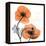 Impossible Iceland Poppy-Albert Koetsier-Framed Stretched Canvas