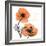 Impossible Iceland Poppy-Albert Koetsier-Framed Photo