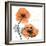 Impossible Iceland Poppy-Albert Koetsier-Framed Photo