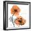 Impossible Iceland Poppy-Albert Koetsier-Framed Photo