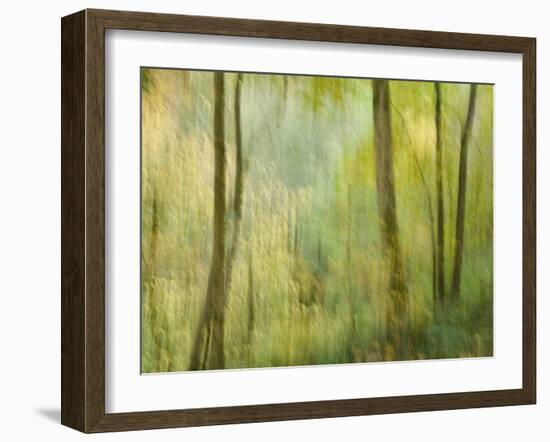 Impression of an Autumn Forest, North Lanarkshire, Scotland, UK, 2007-Niall Benvie-Framed Photographic Print