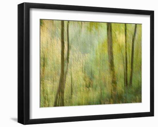 Impression of an Autumn Forest, North Lanarkshire, Scotland, UK, 2007-Niall Benvie-Framed Photographic Print