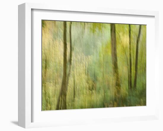 Impression of an Autumn Forest, North Lanarkshire, Scotland, UK, 2007-Niall Benvie-Framed Photographic Print