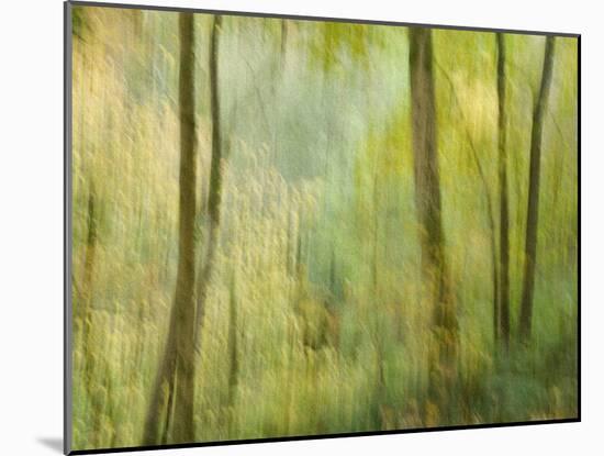 Impression of an Autumn Forest, North Lanarkshire, Scotland, UK, 2007-Niall Benvie-Mounted Photographic Print