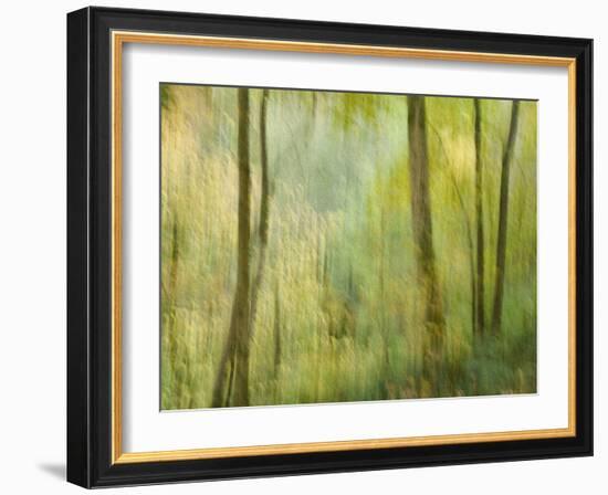 Impression of an Autumn Forest, North Lanarkshire, Scotland, UK, 2007-Niall Benvie-Framed Photographic Print
