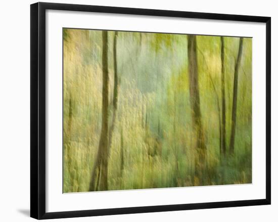 Impression of an Autumn Forest, North Lanarkshire, Scotland, UK, 2007-Niall Benvie-Framed Photographic Print