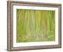 Impression of the Rain Forest, 1991-Laila Shawa-Framed Giclee Print