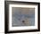 Impression: Sunrise, 1872-Claude Monet-Framed Premium Giclee Print