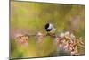 Impressionist Chickadee-Jai Johnson-Mounted Giclee Print