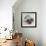 Impressionist Fruit Study IV-Ethan Harper-Framed Premium Giclee Print displayed on a wall