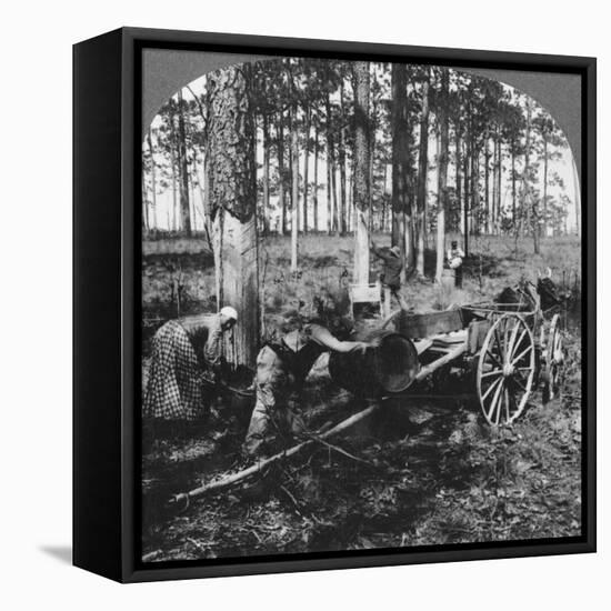 In a Great Pine Forest, Collecting Turpentine, North Carolina, USA, Late 19th or Early 20th Century-null-Framed Premier Image Canvas