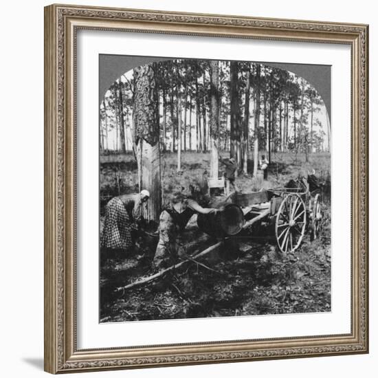 In a Great Pine Forest, Collecting Turpentine, North Carolina, USA, Late 19th or Early 20th Century-null-Framed Giclee Print