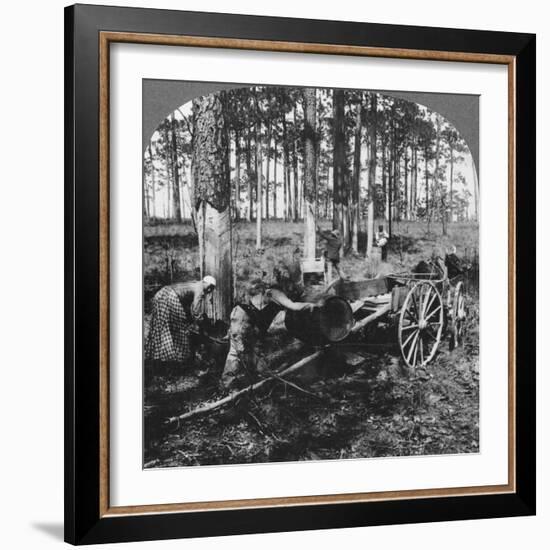 In a Great Pine Forest, Collecting Turpentine, North Carolina, USA, Late 19th or Early 20th Century-null-Framed Giclee Print