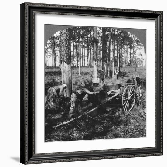 In a Great Pine Forest, Collecting Turpentine, North Carolina, USA, Late 19th or Early 20th Century-null-Framed Giclee Print