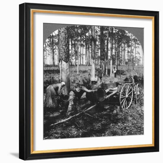 In a Great Pine Forest, Collecting Turpentine, North Carolina, USA, Late 19th or Early 20th Century-null-Framed Giclee Print