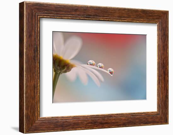 In a row-Heidi Westum-Framed Photographic Print