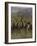 In a Stampede-Frederic Sackrider Remington-Framed Giclee Print