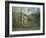 In a Tropical Forest (Struggle between Tiger and Bull)-Henri Rousseau-Framed Giclee Print